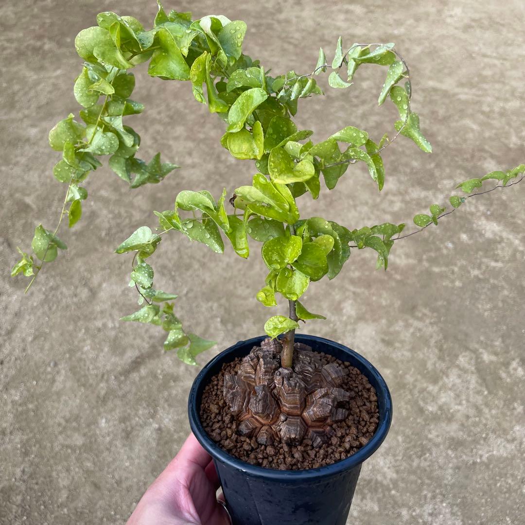 亀甲竜　4号鉢　ディオスコレア　塊根植物　観葉植物