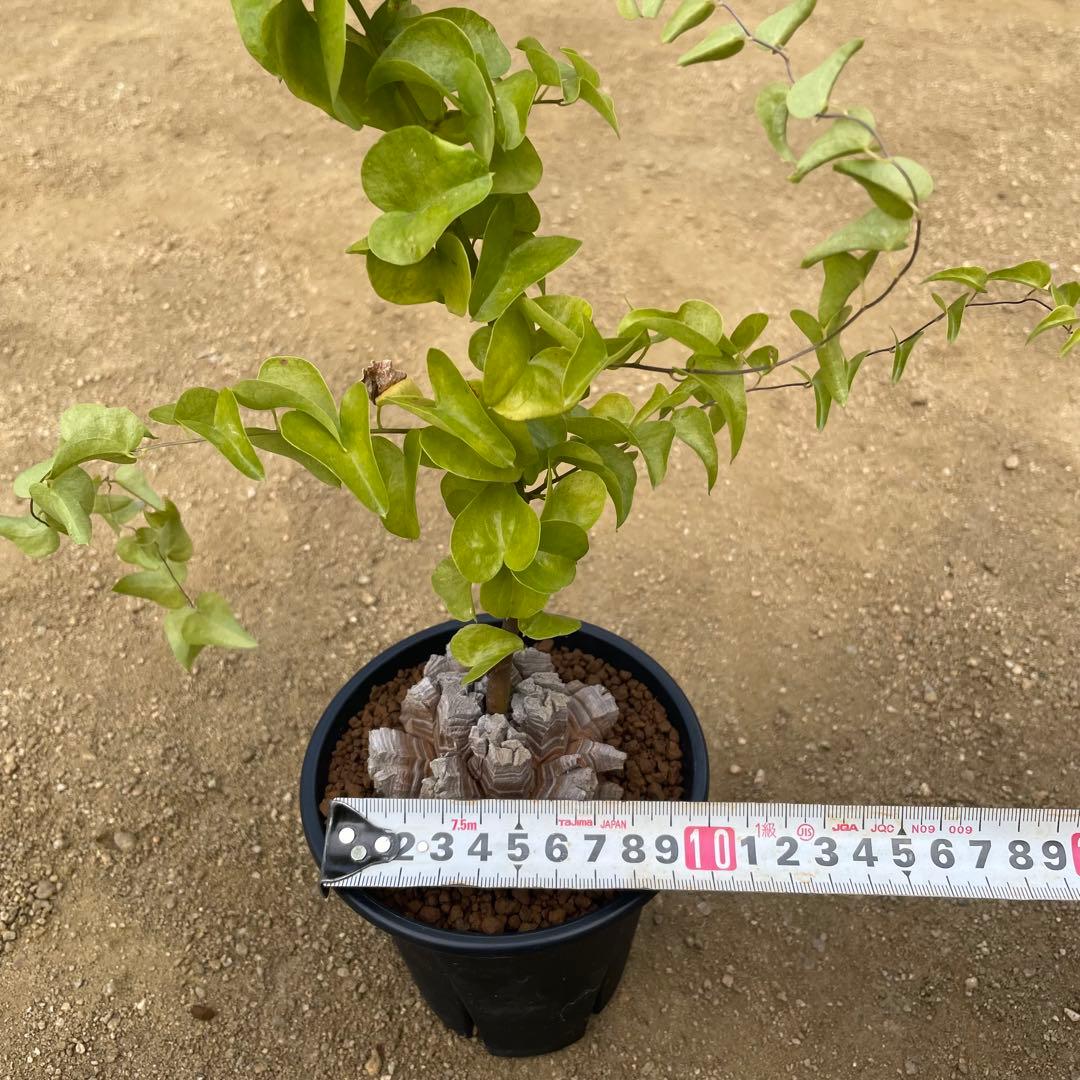 亀甲竜　4号鉢　ディオスコレア　塊根植物　観葉植物