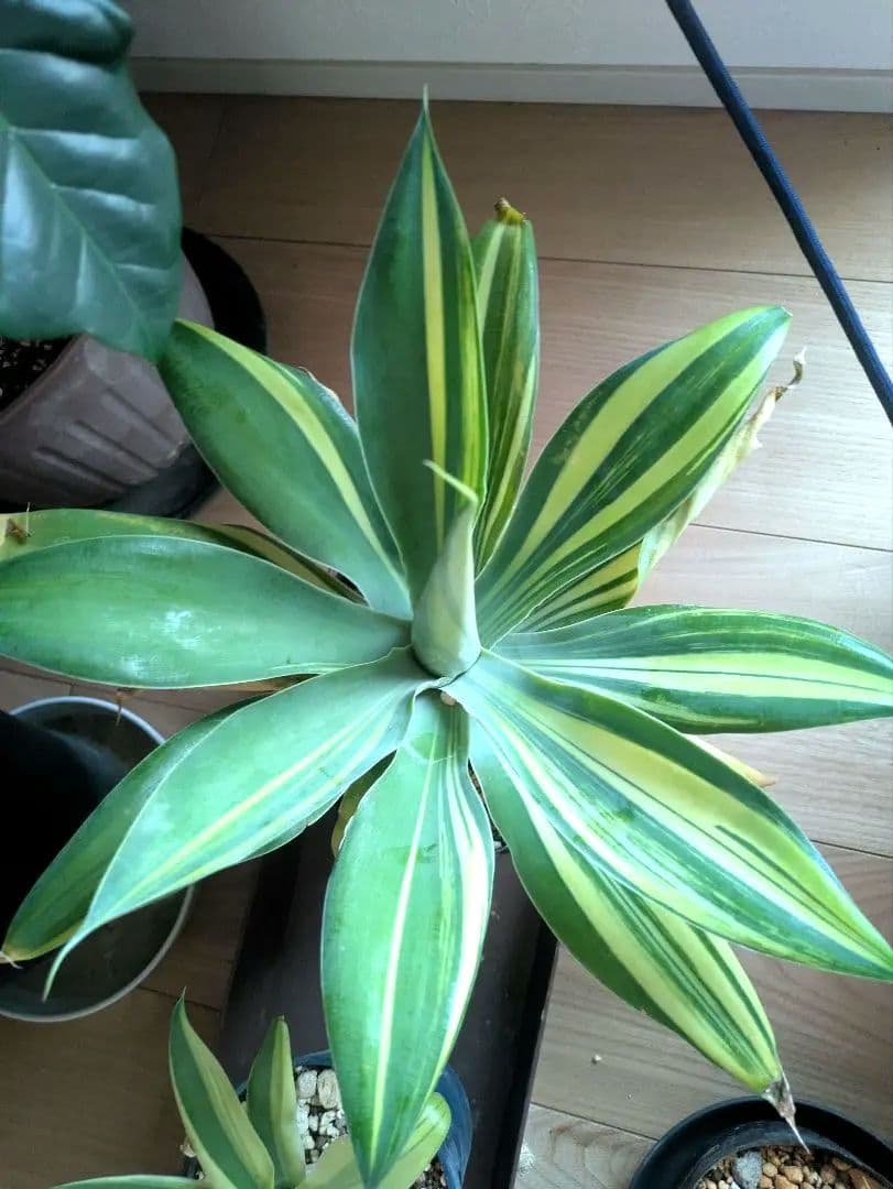 アテナータ　斑入り　翡翠盤　アガベ　縞斑　サボテン　ユーフォルビア