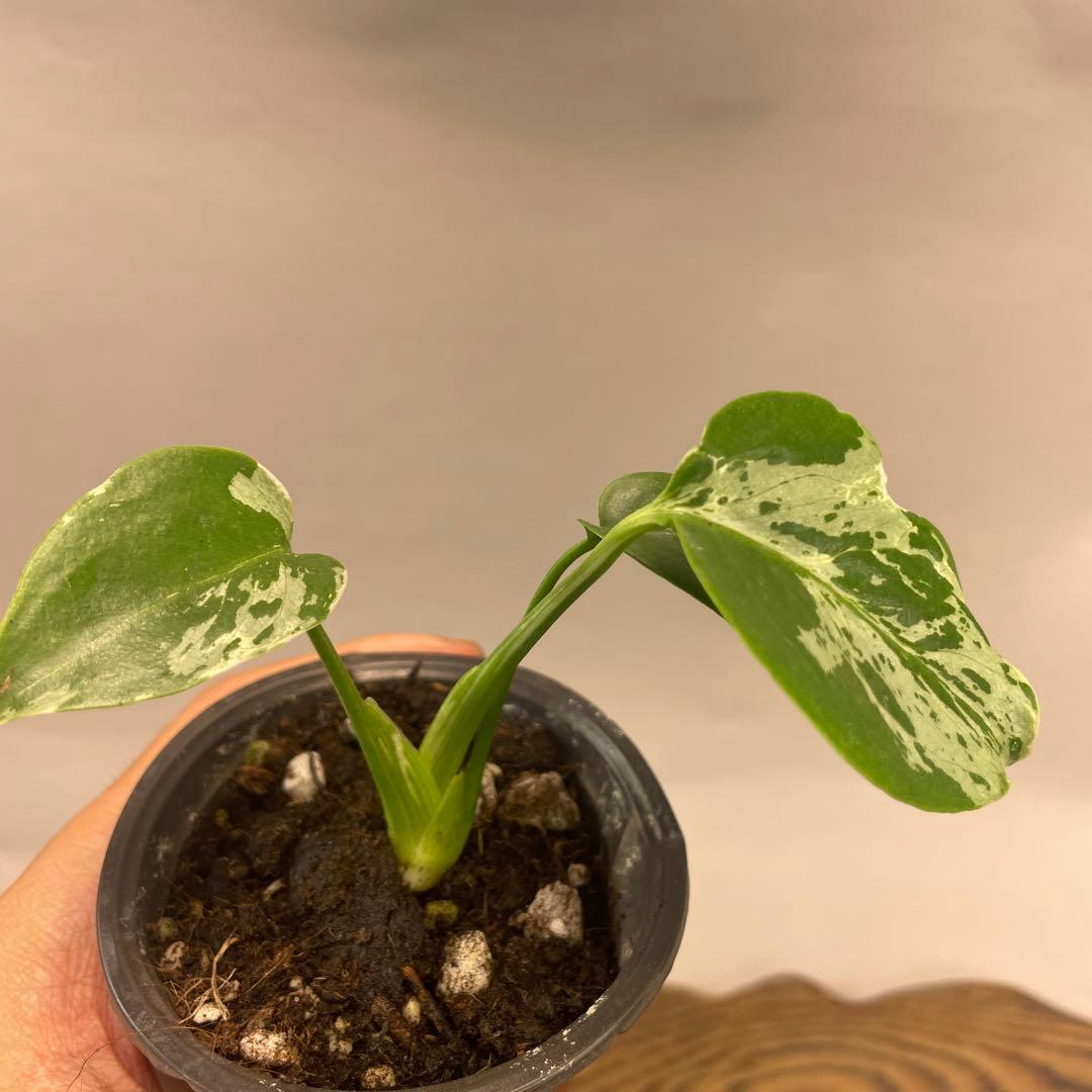 六*ん様 a31品種保証！斑入り保証！Bulbasaurモンステラ バルバソー