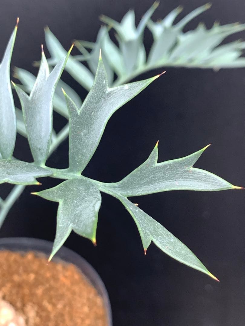 【発色良好】エンセファラルトス・ホリダス｜シャープ葉・優良個体No3-24