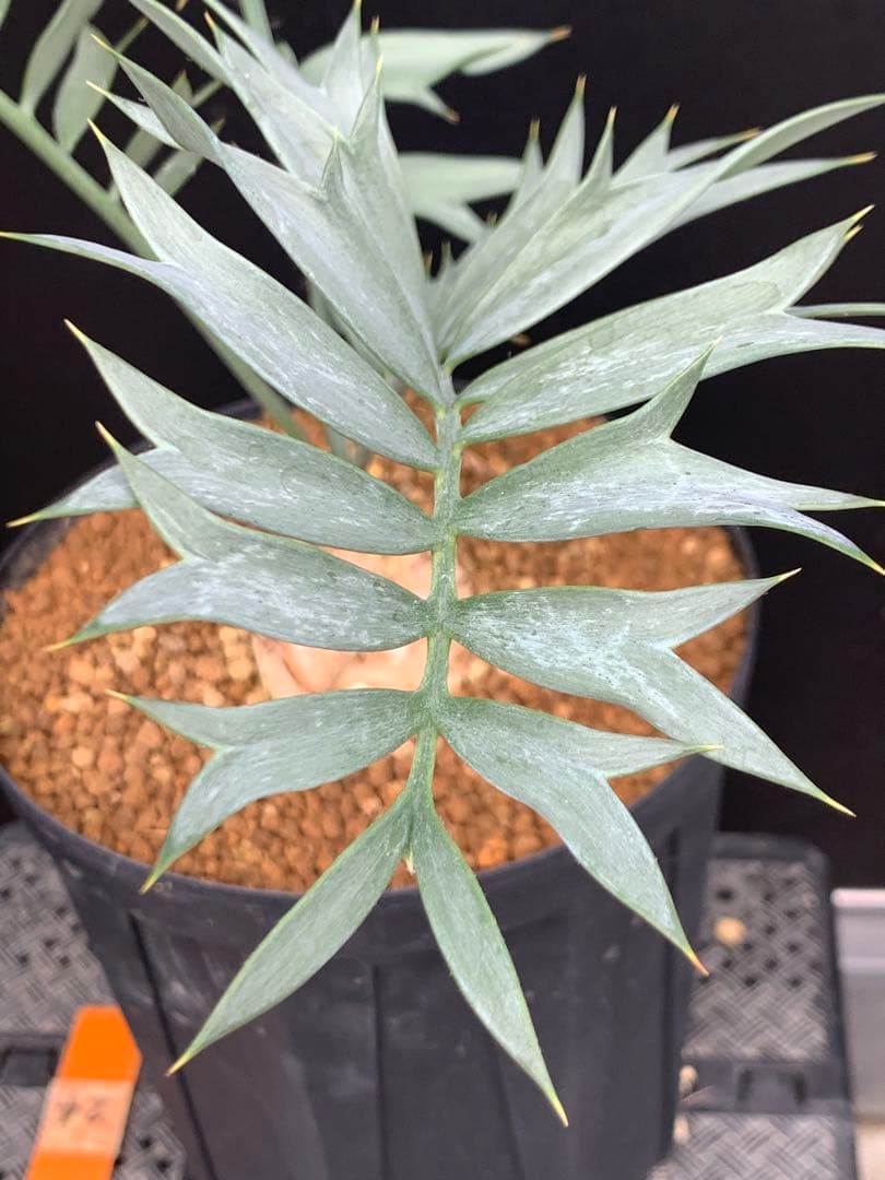 【発色良好】エンセファラルトス・ホリダス｜シャープ葉・優良個体No3-24