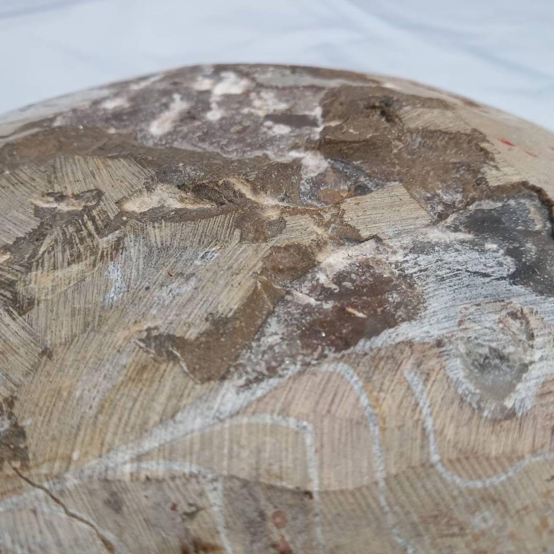 希少 アンモナイト 化石 標本 インテリア 置物 アンティーク