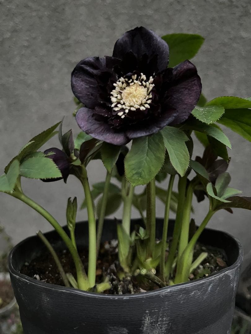 クリスマスローズ　漆黒　レア