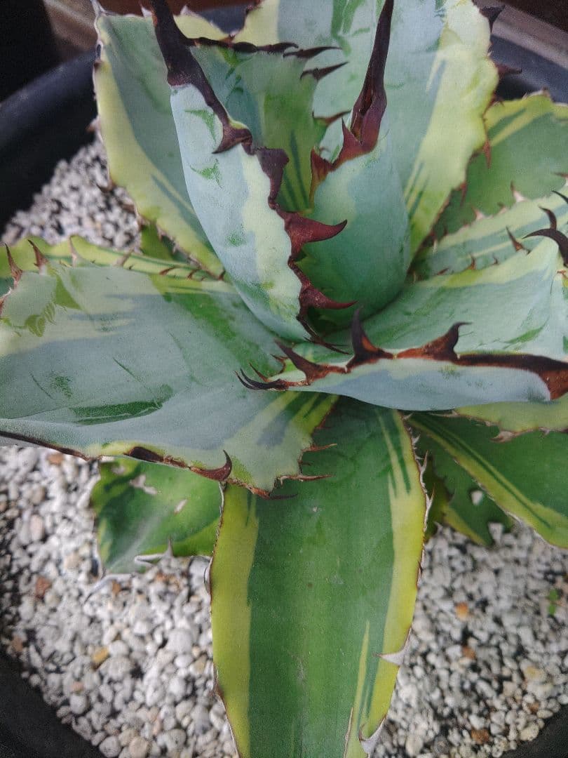 アガベ　ブラックダイヤモンド