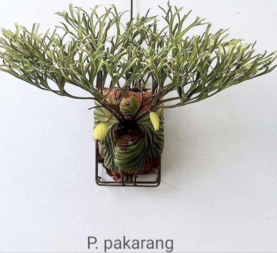 リドレイ　パカラン　スポア