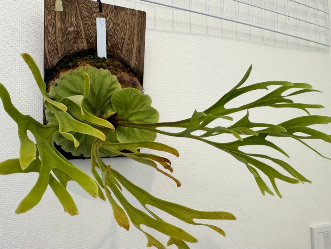 リドレイ　パカラン　スポア