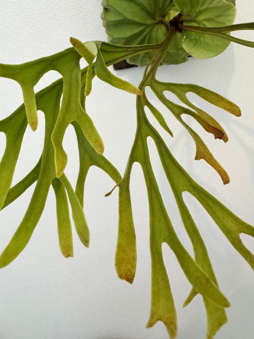 リドレイ　パカラン　スポア