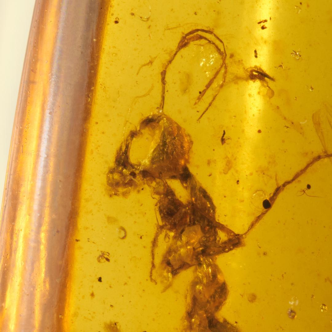 レア極上品 PA0098虫入り琥珀化石　ミャンマーカムティかタナイ9900万年前