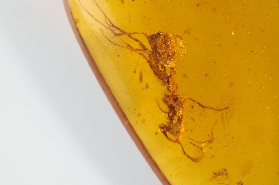 レア極上品 PA0098虫入り琥珀化石　ミャンマーカムティかタナイ9900万年前