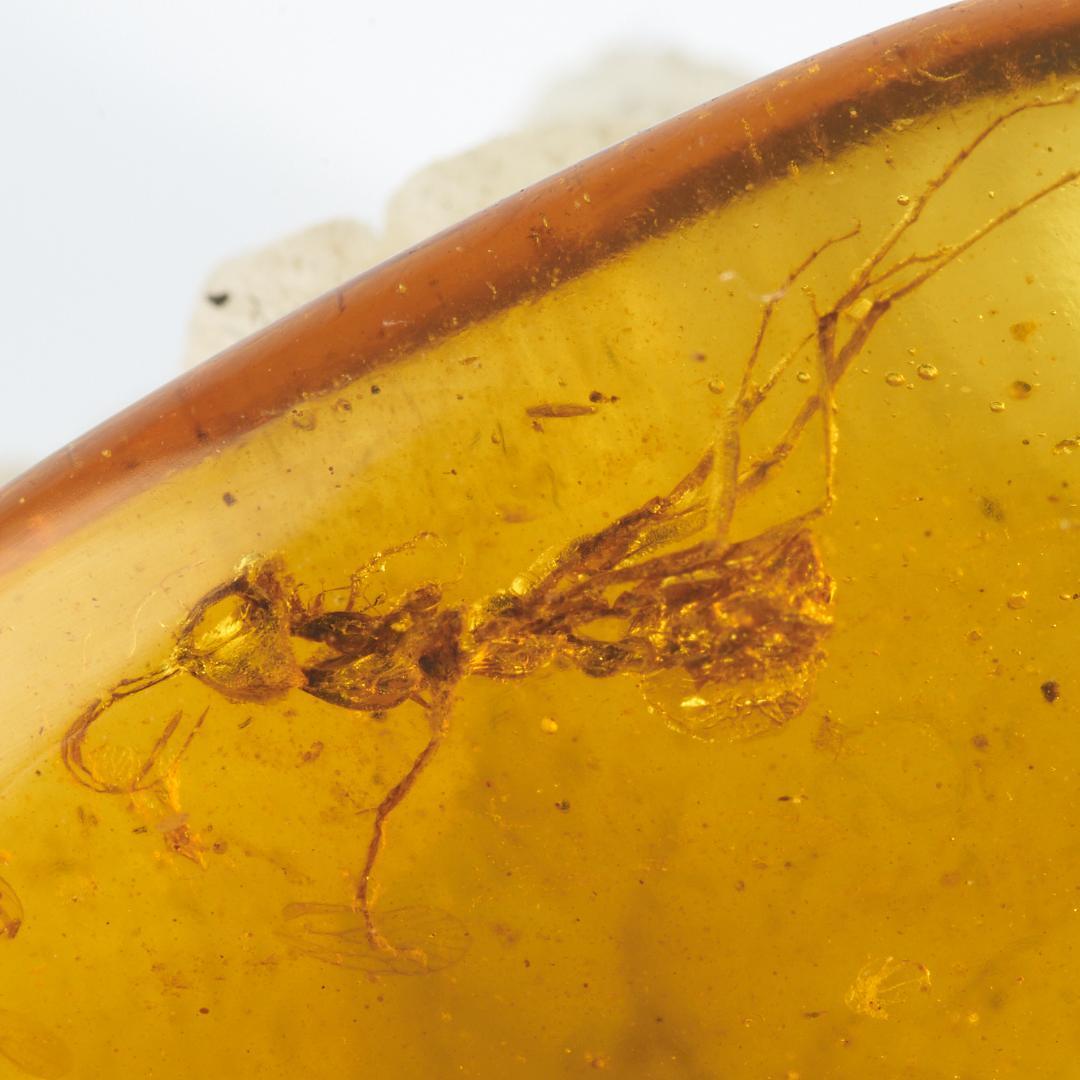 レア極上品 PA0098虫入り琥珀化石　ミャンマーカムティかタナイ9900万年前