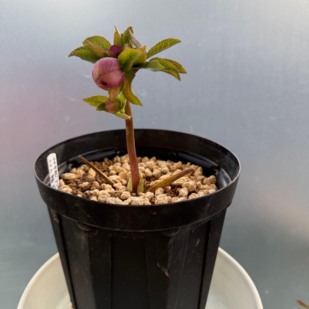 ま*こ様 クリスマスローズ 『小輪 手毬交配 ddアプリコットクリーム』