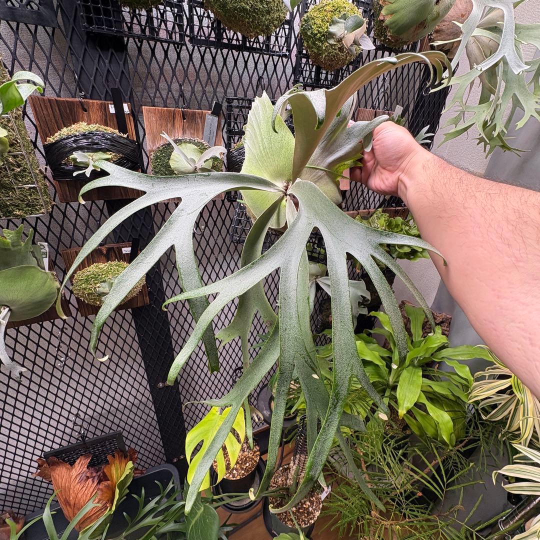 限定1株　P. willinckii 'Cold moon’ OC ウィリンキー