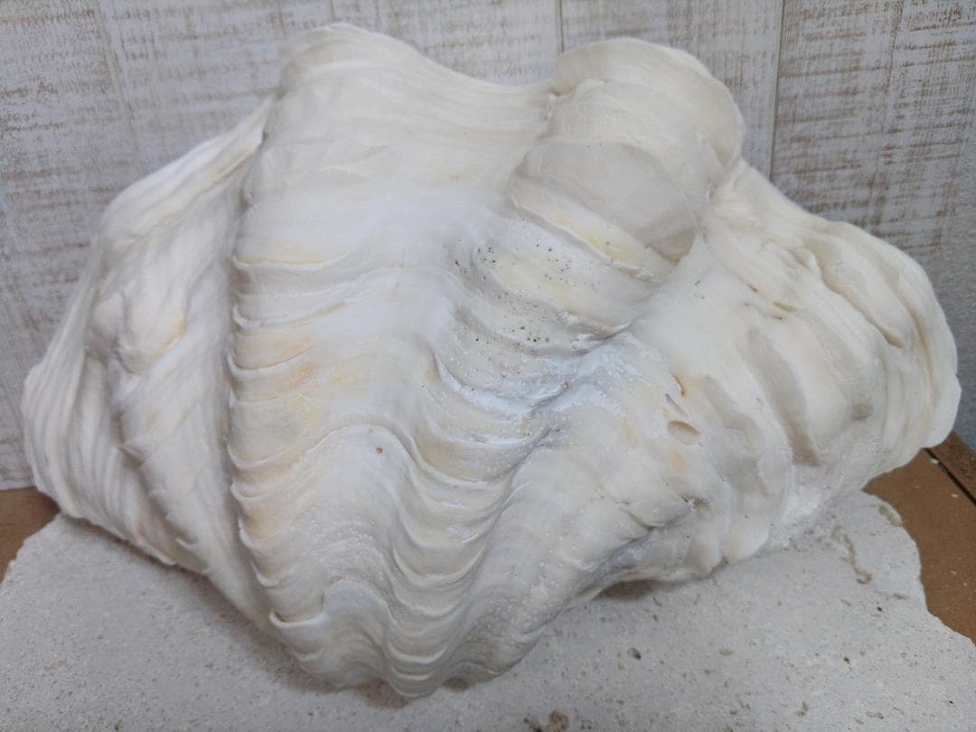 ☆オオシャコガイ☆　激レア沖縄産！