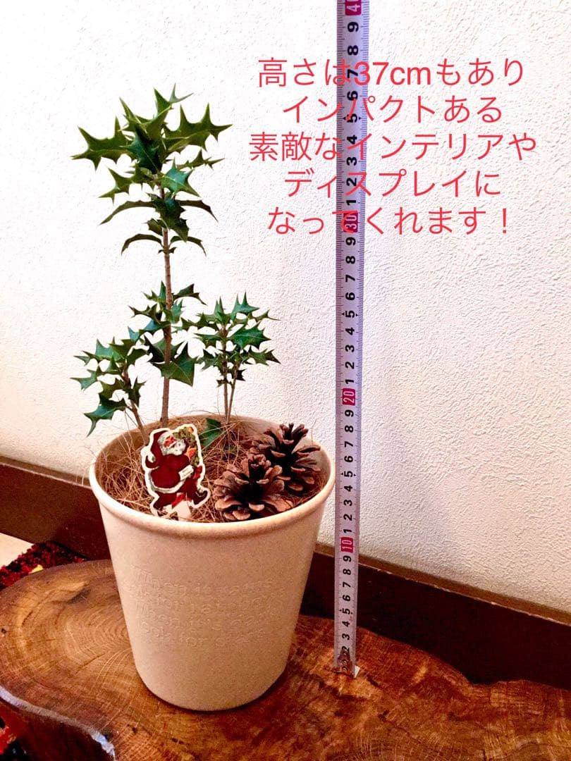 縁起木＊魔除け/天然野生の可愛い柊さん【柊＊ひいらぎ＊鉢植え】可愛いディスプレイ