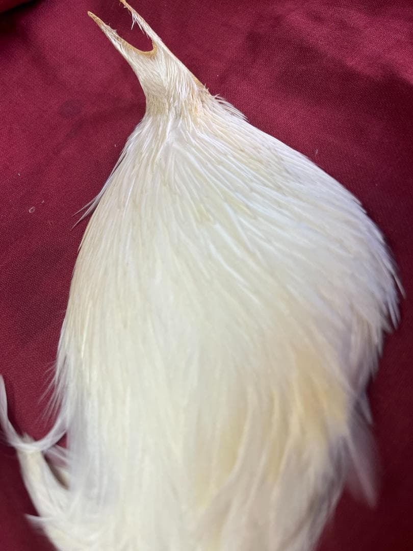 ホフマン　ハックルケープ