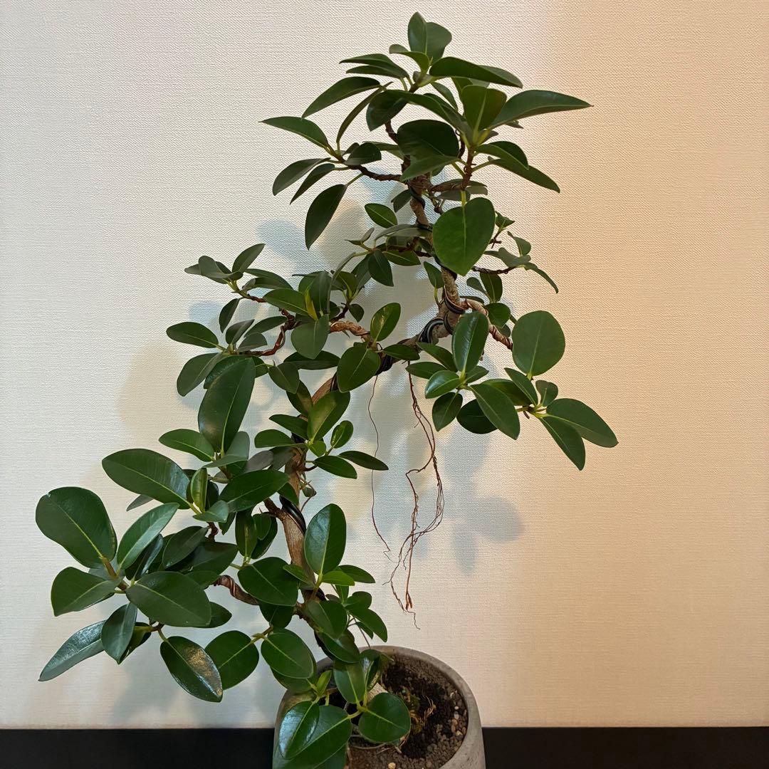 フランスゴム　曲がり　陶器鉢