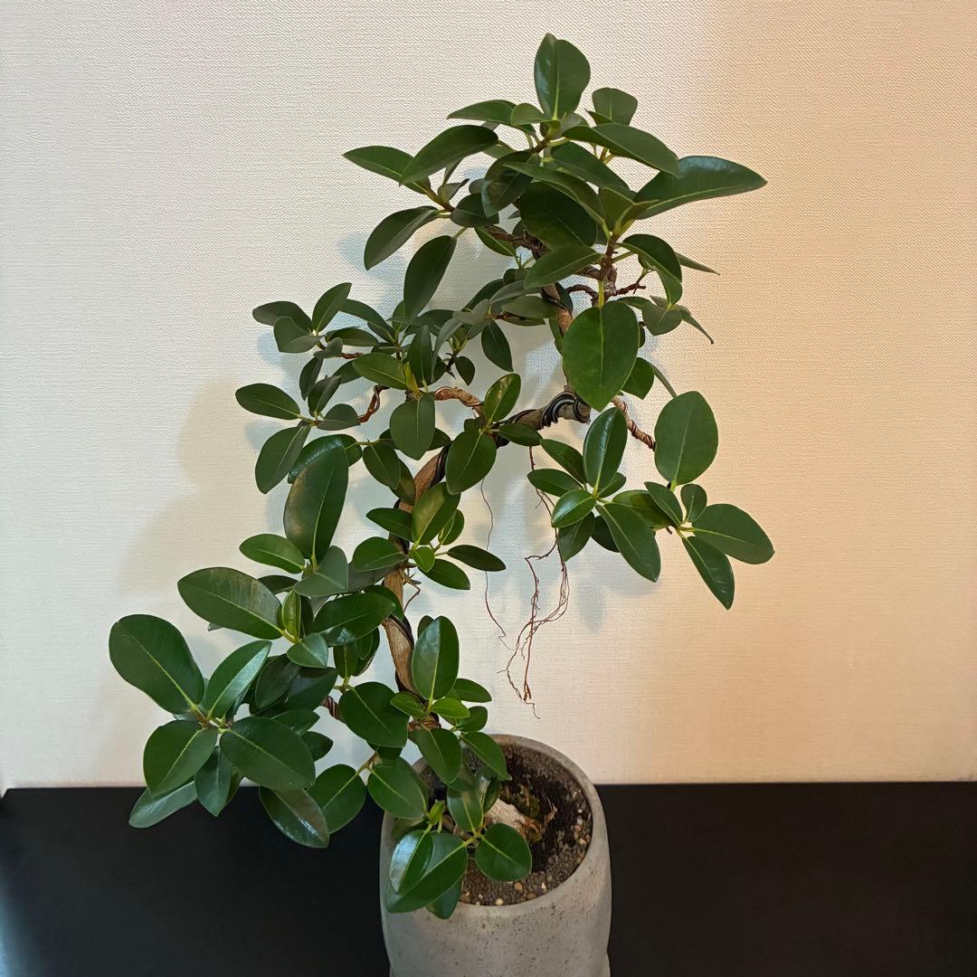 フランスゴム　曲がり　陶器鉢