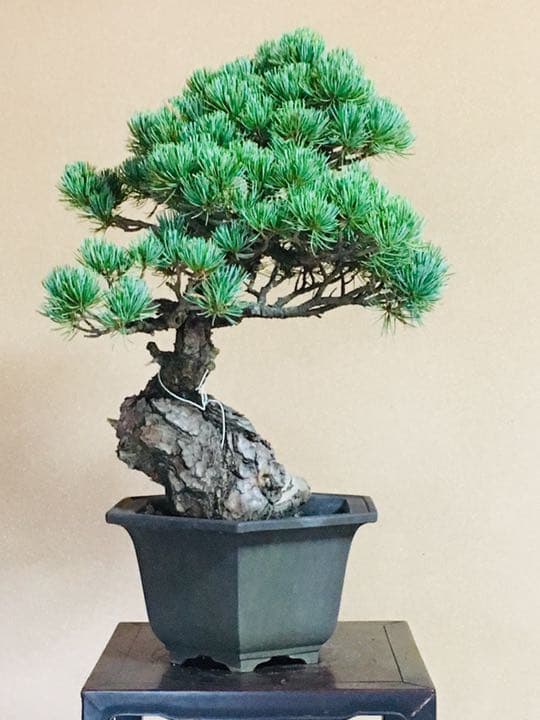 五葉松盆栽