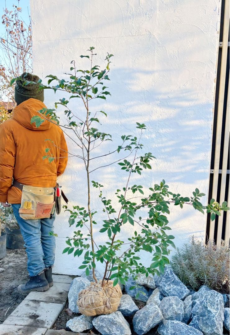 超美形。山採りソヨゴ・ヒサカキ共生株1.4M(鉢底から)