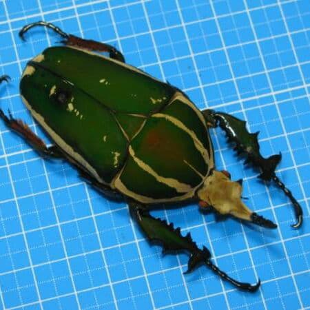 コンゴDR 大型 赤道州 トルクアタ 83mm