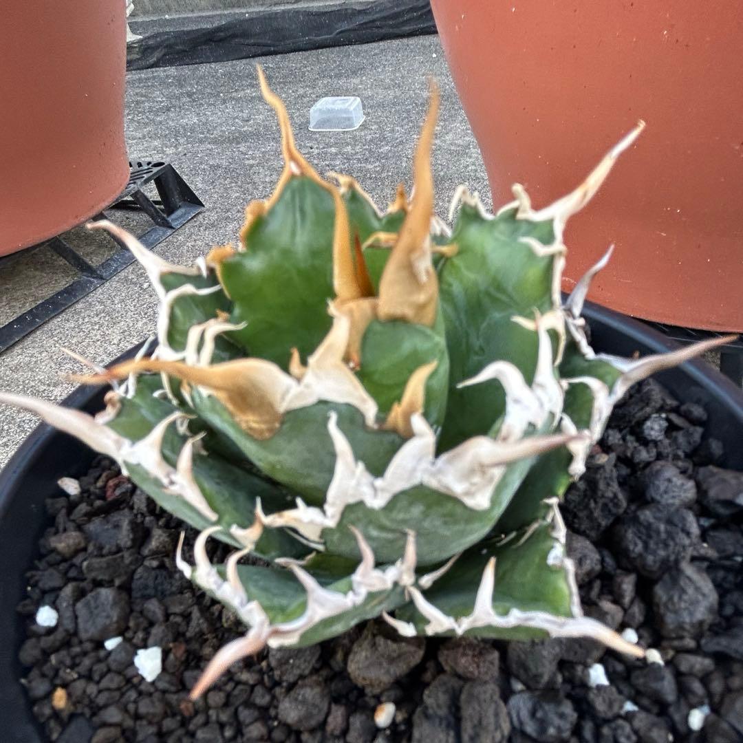 oaxaca oteroi seedingオアハカ白鋸歯 現地実生