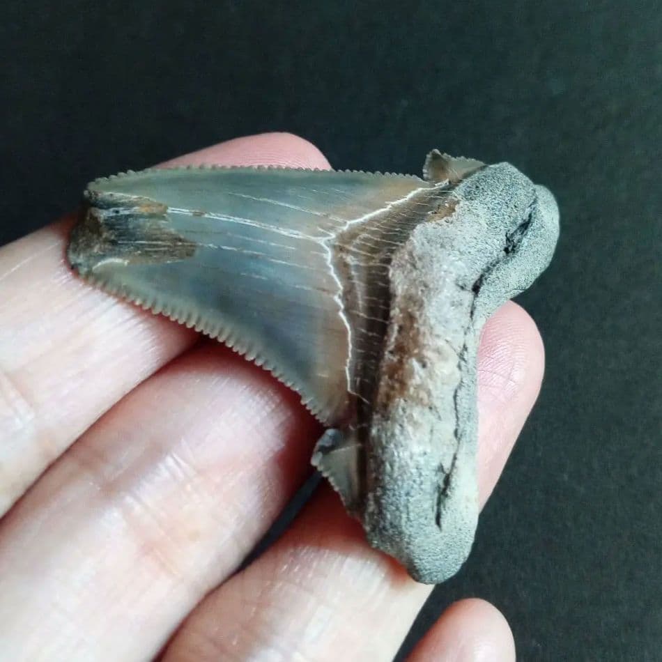 サメの歯化石　アングスティデンス　USA産　特大　希少種　極美麗