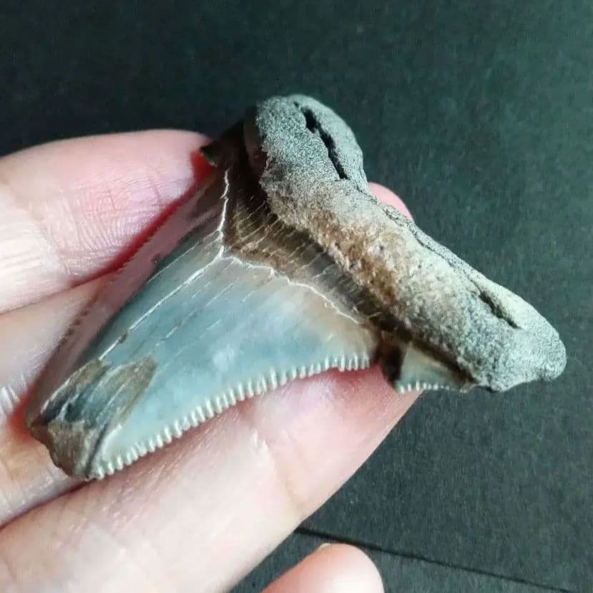 サメの歯化石　アングスティデンス　USA産　特大　希少種　極美麗