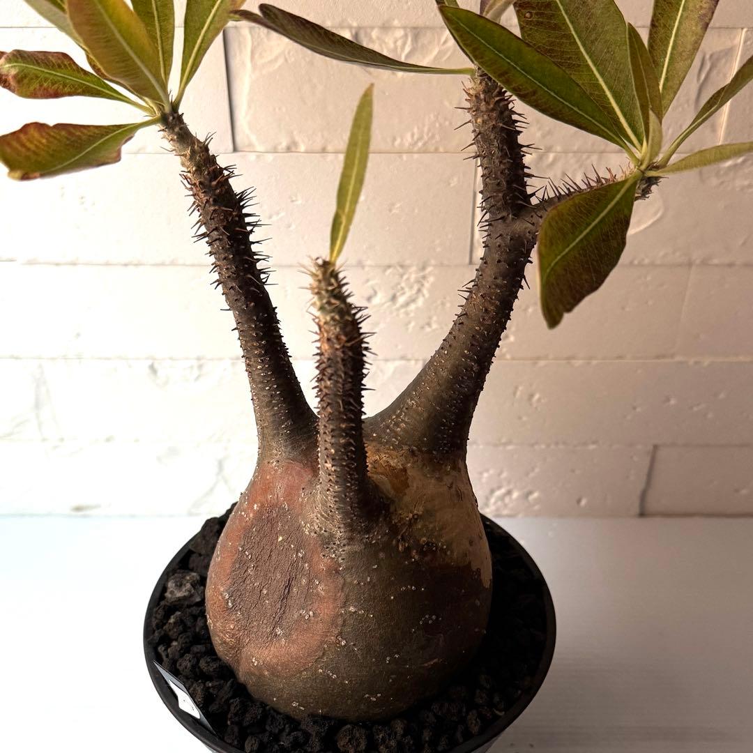 PG21 パキポディウム グラキリス 現地球 発根済