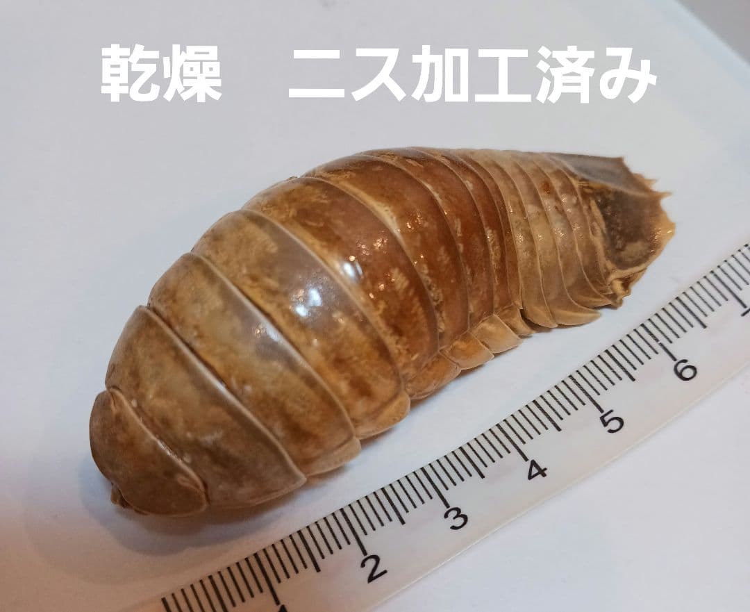 グソクムシ標本　 約8cm