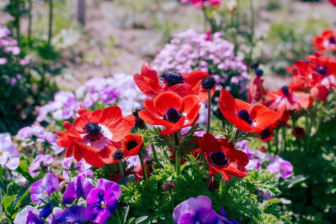 Canon EOSKissX4 18-55mm 露出計 レンズフィルター付