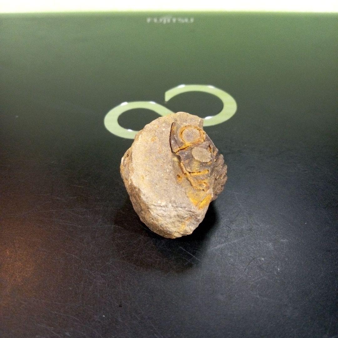 三葉虫　化石　fossil　ボリビア産　trilobite　三葉虫判別⑤