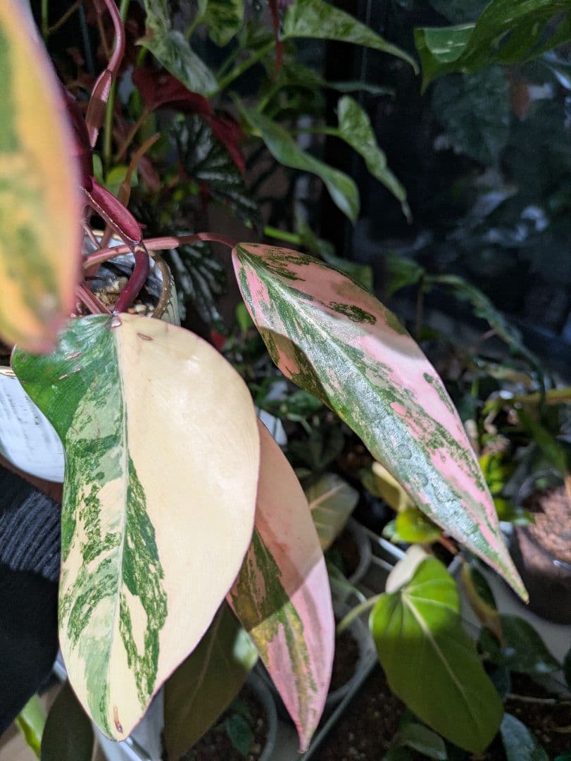 コ*コ様 【美斑・極株】フィロデンドロン ストロベリーシェイク /メルカリ便