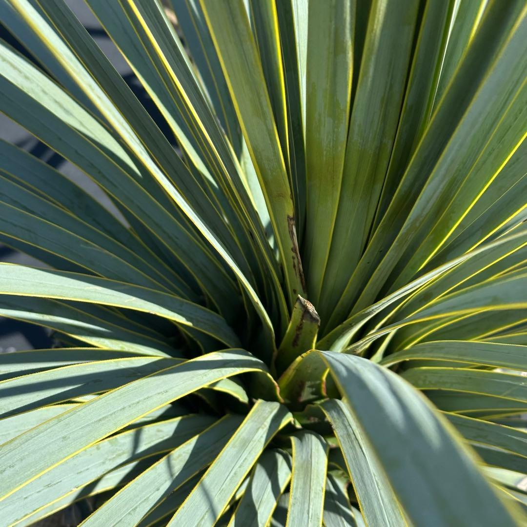 ユッカ ロストラータ（樹高:約83cm）Feb01