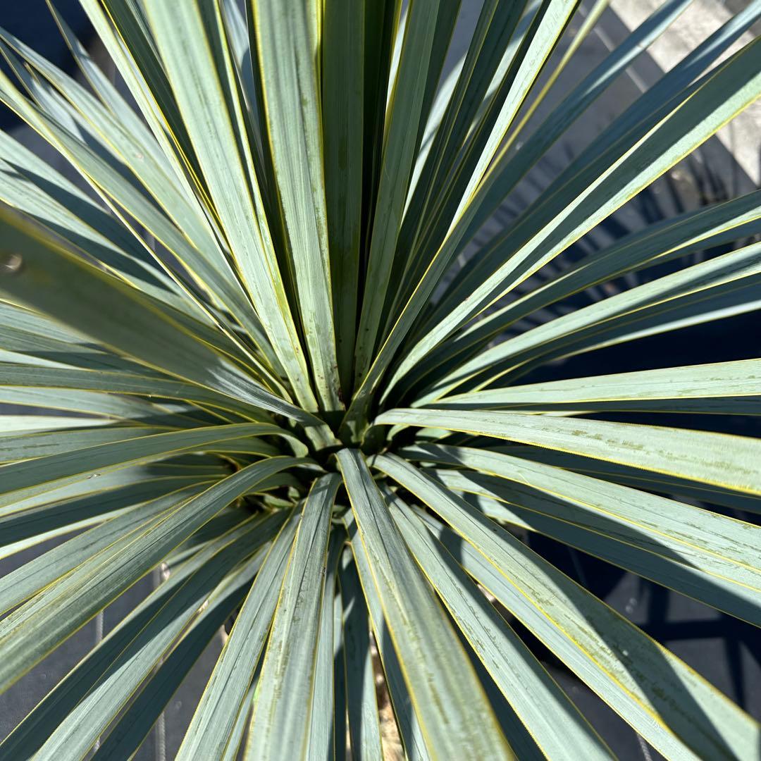 ユッカ ロストラータ（樹高:約83cm）Feb01