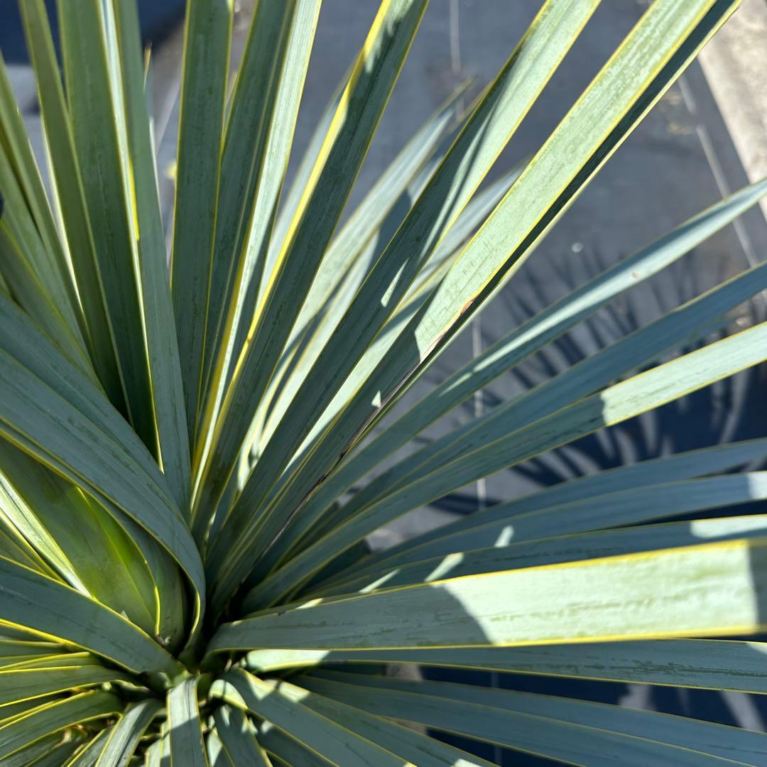 ユッカ ロストラータ（樹高:約83cm）Feb01