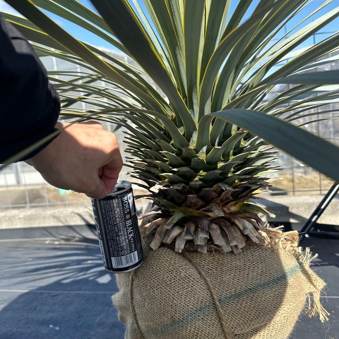 ユッカ ロストラータ（樹高:約83cm）Feb01