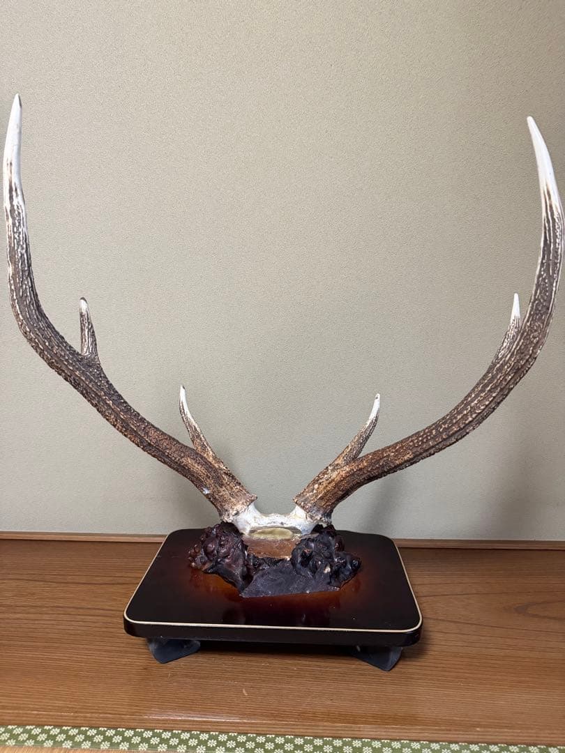 蝦夷鹿（エゾシカ）／角の標本（台座付き）