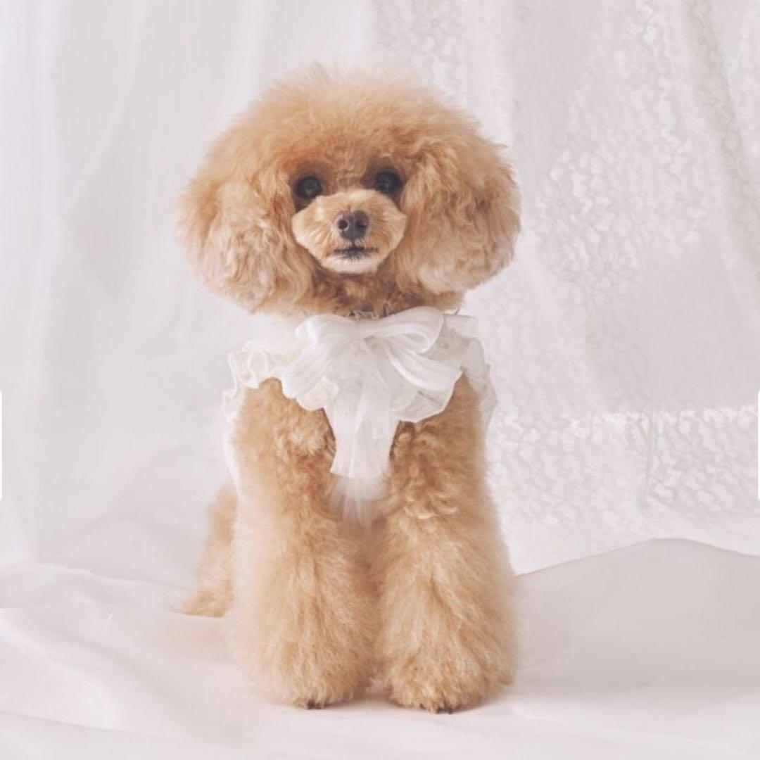 シェリークチュール　 cherircouture フリフリハーネス　ホワイト　S