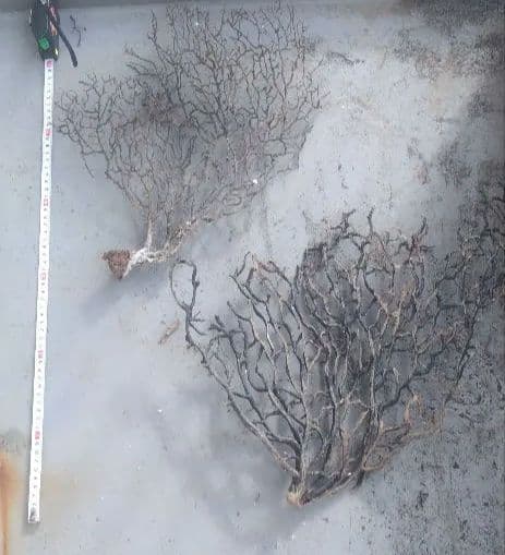 ウミウチワ 30本