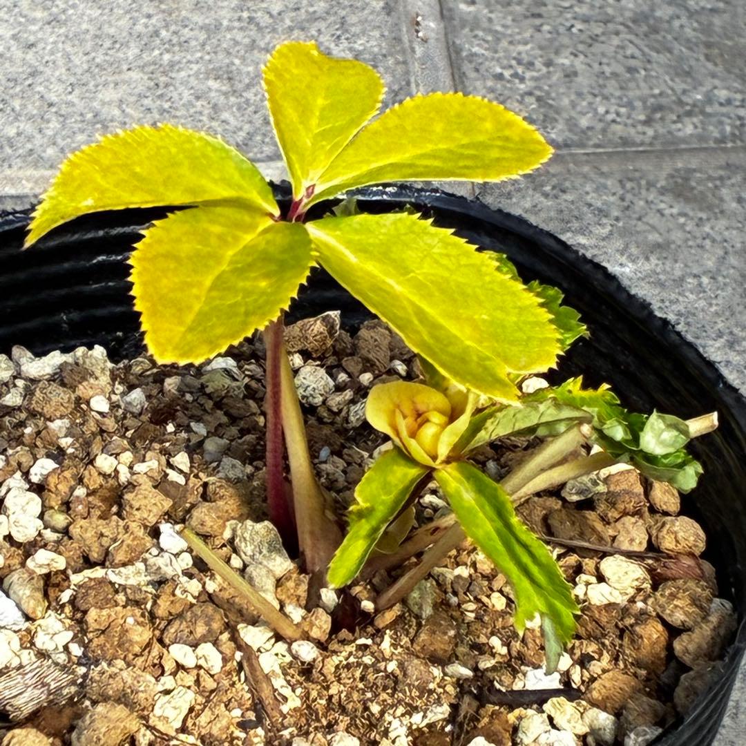 r*o様 3490☘️蕾花付き☘️極上☘️⭐️小輪⭐️ ハートSD⭐️オーレア⭐