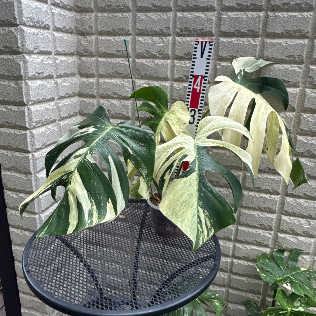 ＊モンステラ＊ミント＊Monstera＊Mint＊