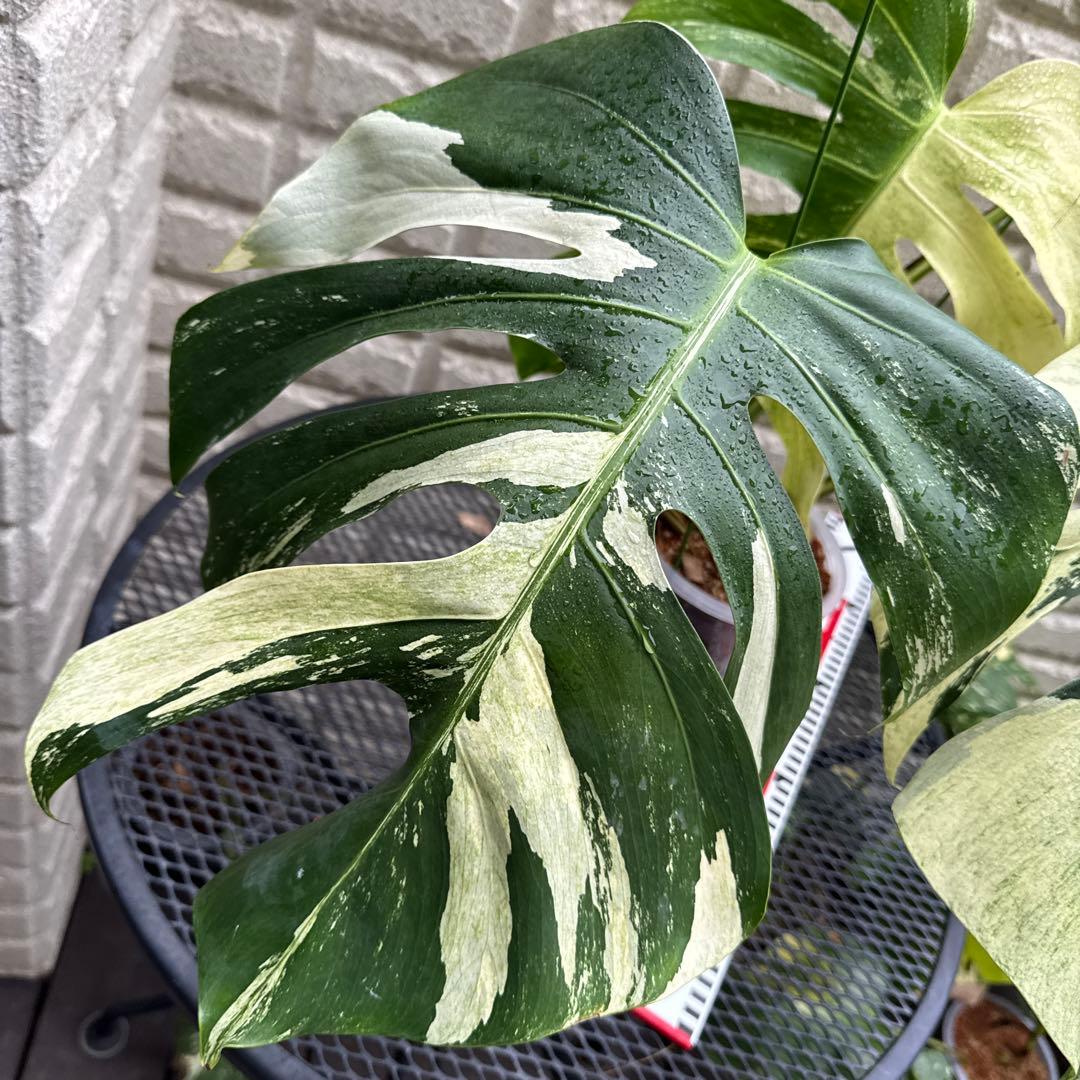 ＊モンステラ＊ミント＊Monstera＊Mint＊