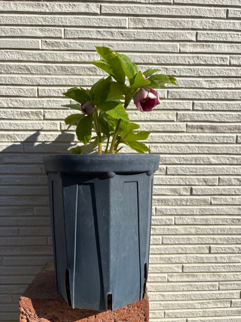 クリスマスローズ　カップ咲き　リバーシブル　セミダブル　ホワイト/ディープレッド