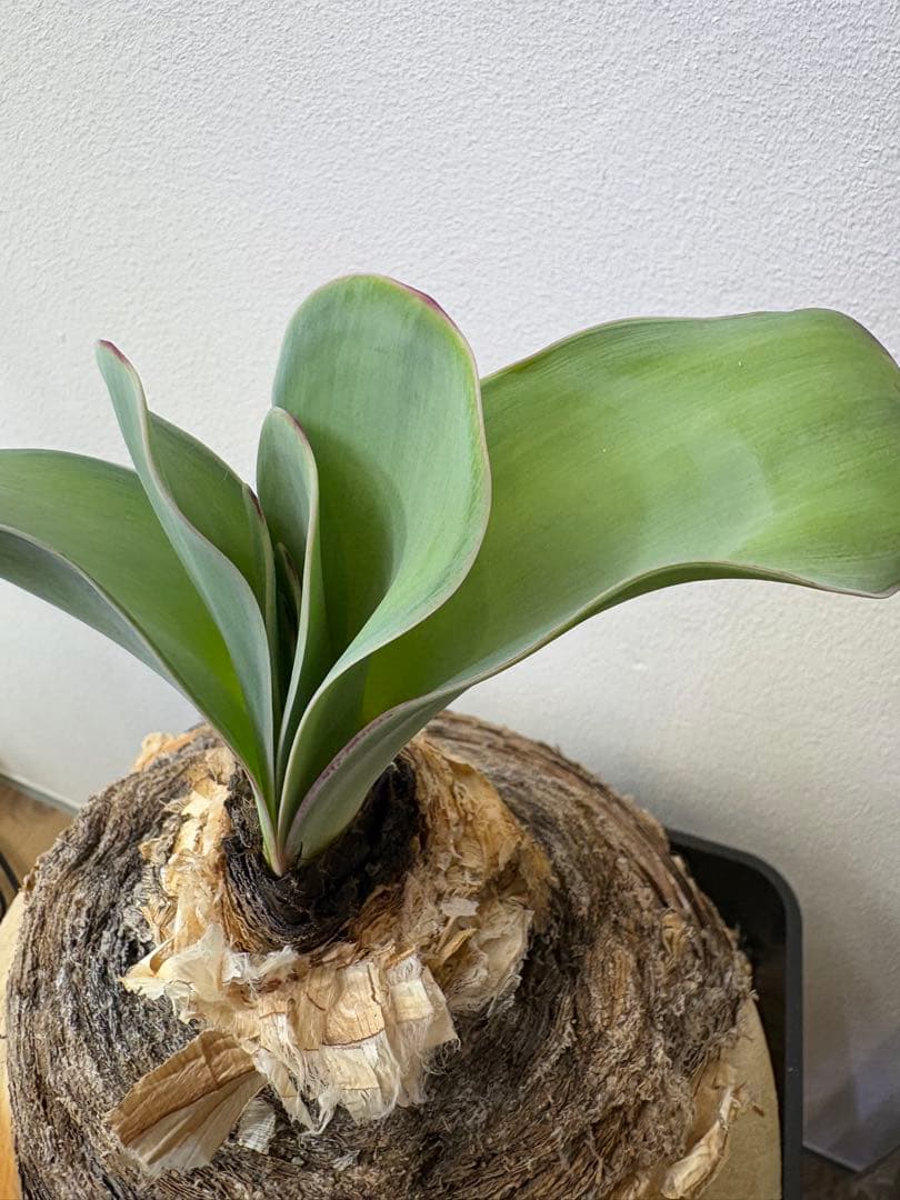 け*ん様 ブーファン　ハエマンソイデス　現地株