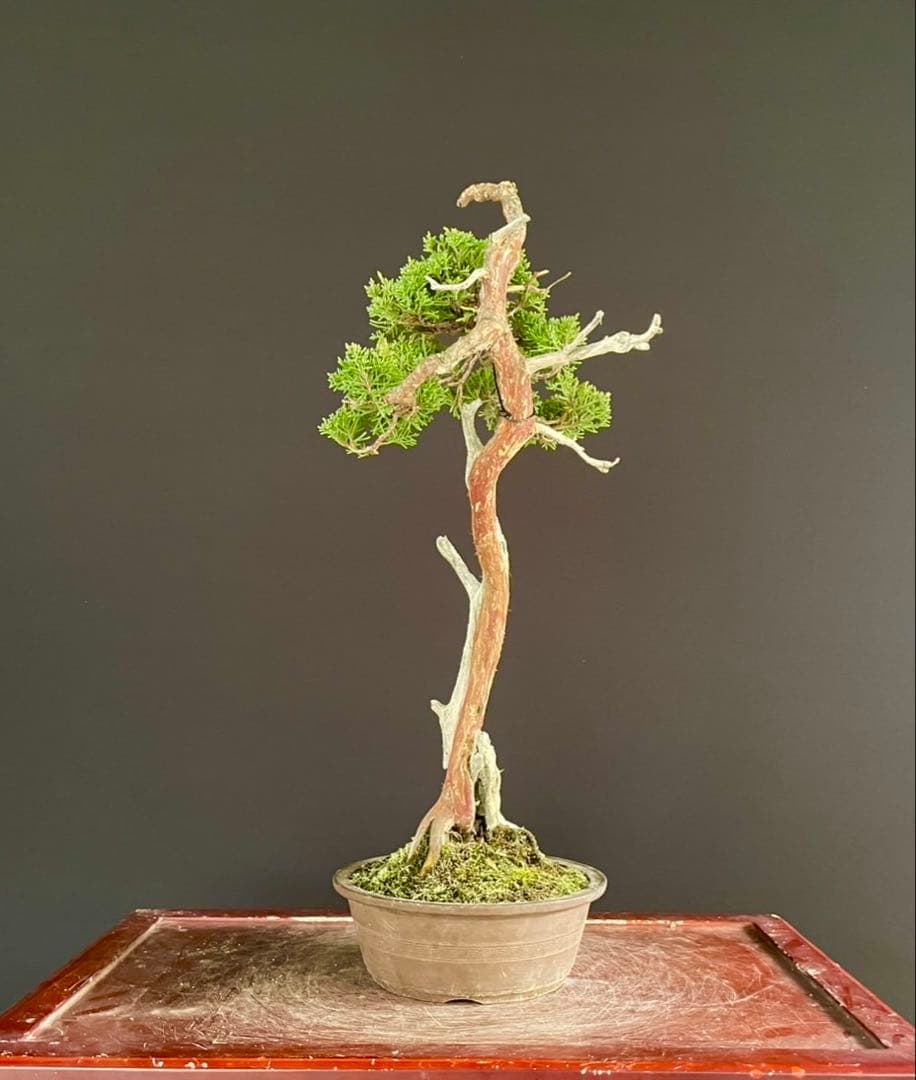 白木盆栽園　文人　真柏　樹高48センチ　盆栽黒松赤松五葉松真柏雑木趣味観葉植物