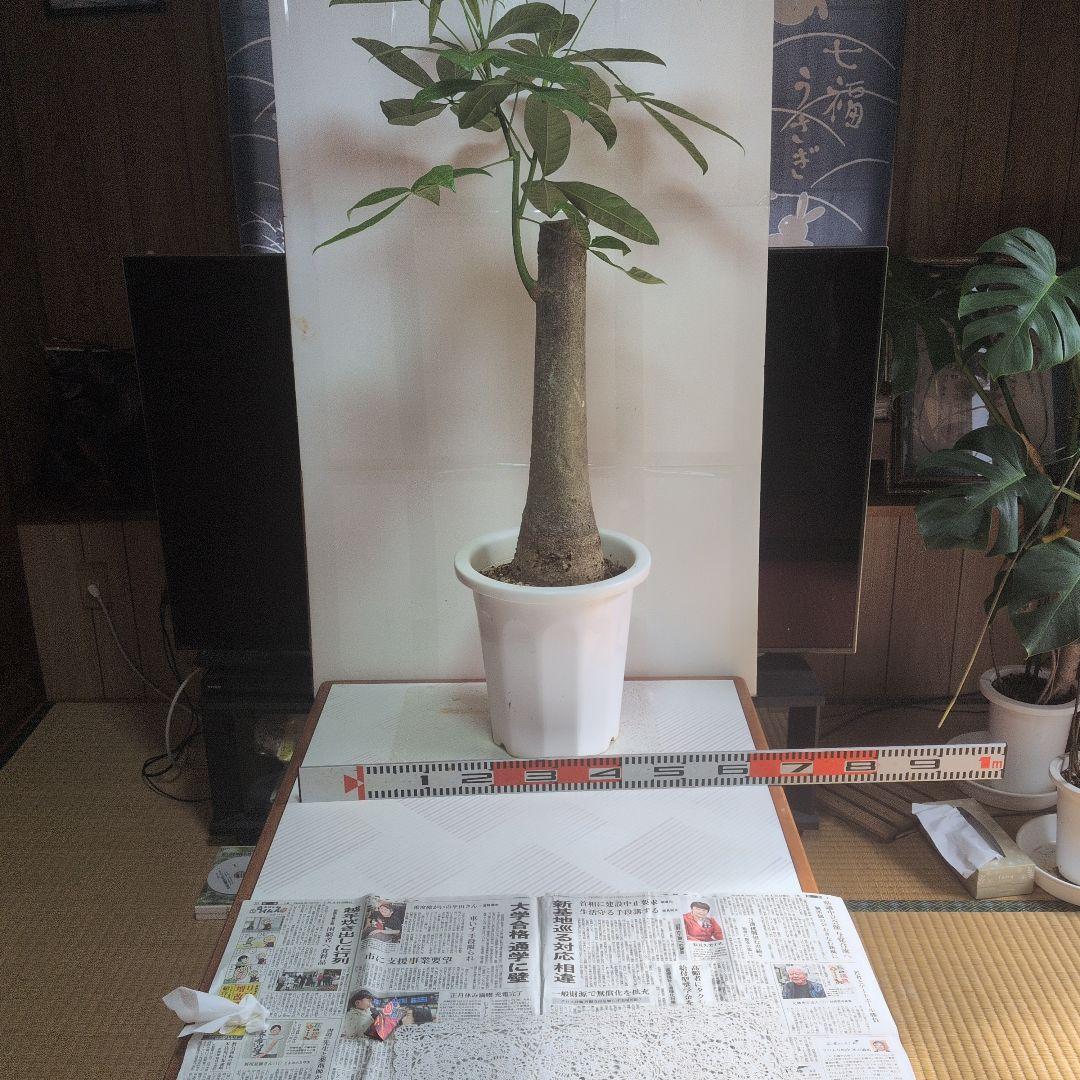 パキラ 大型。観葉植物。鉢ごと無料で発送致します。 。