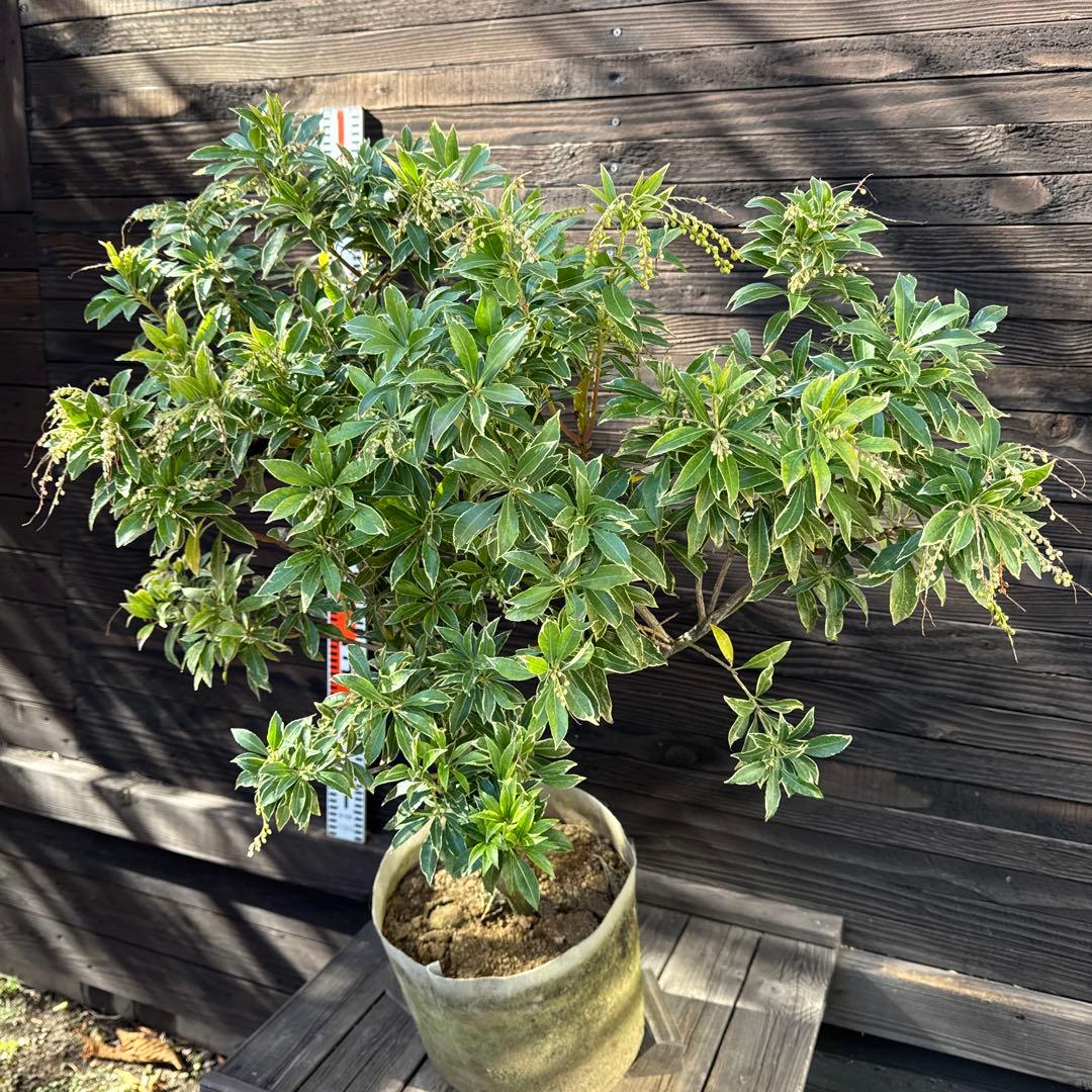 N*T様 斑入りアセビ/ホワイトリム/優良株【現品発送】管理70856