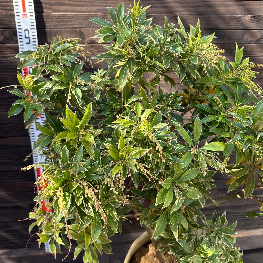 N*T様 斑入りアセビ/ホワイトリム/優良株【現品発送】管理70856