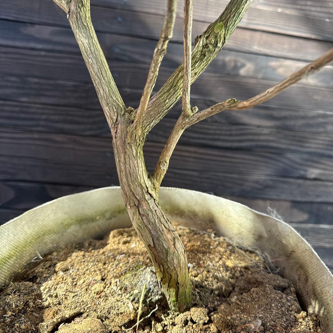 N*T様 斑入りアセビ/ホワイトリム/優良株【現品発送】管理70856